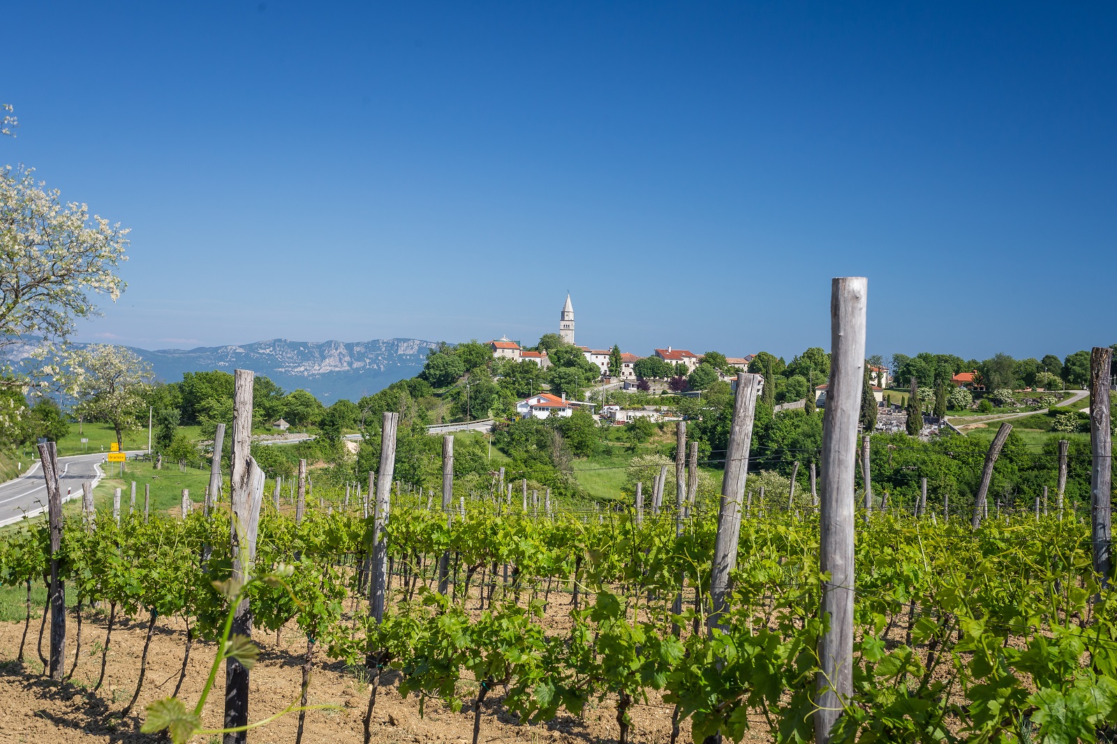 wine region istria
